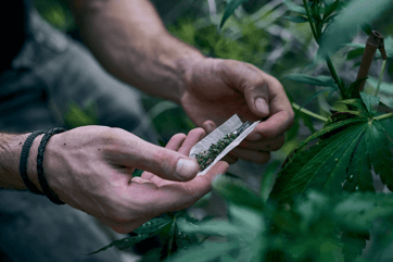 Cannabis aus erster Hand