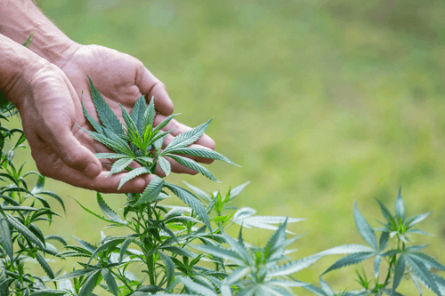 Cannabispflanzen-pflege