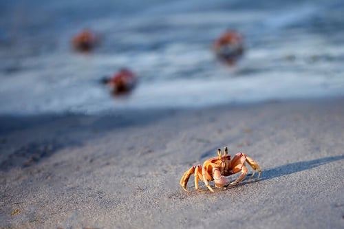 Krabbe am Strand