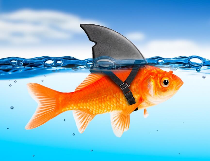 Fake Abmahnung – Goldfisch verkleidet als Hai im Meer