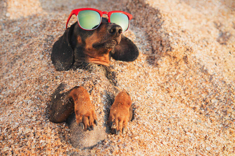 Dackel mit Sonnenbrille liegt im Sand