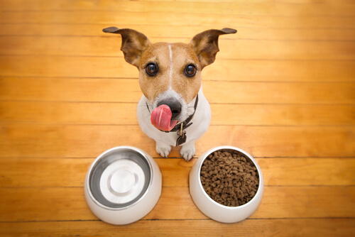 Hund mit Futter und Wasser